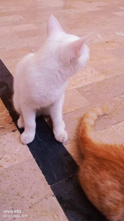 two parsian cat for sale