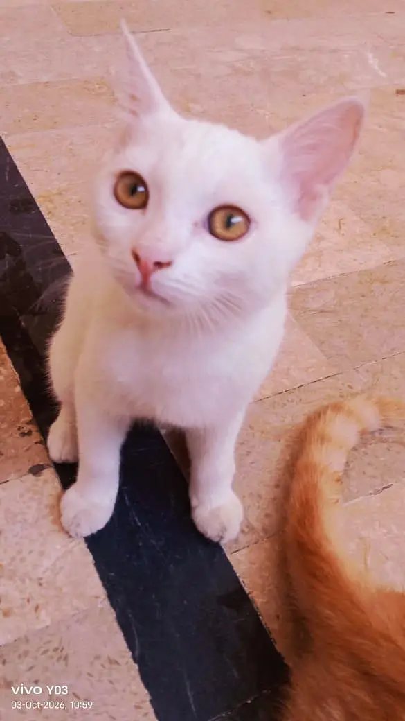 two parsian cat for sale — photo 2