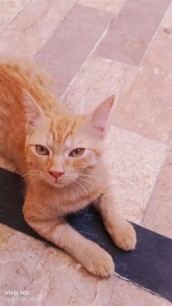 two parsian cat for sale — photo 3