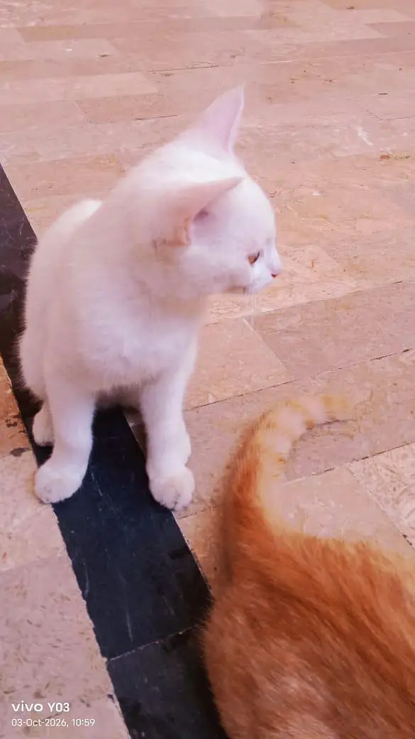 two parsian cat for sale — photo 4