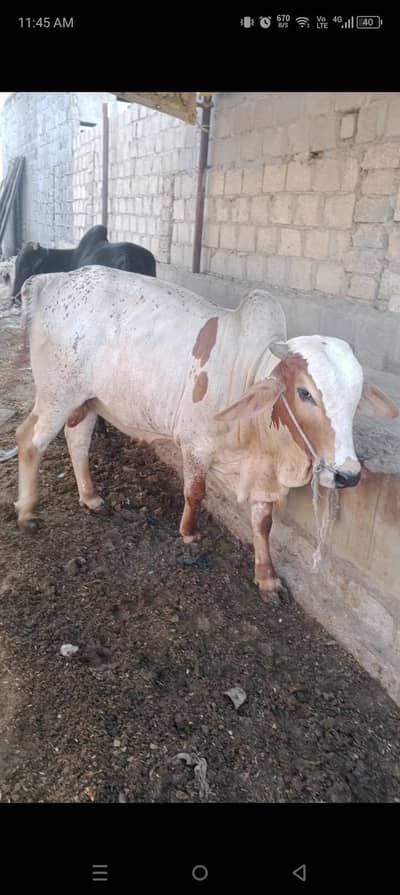bandhani cattle farm