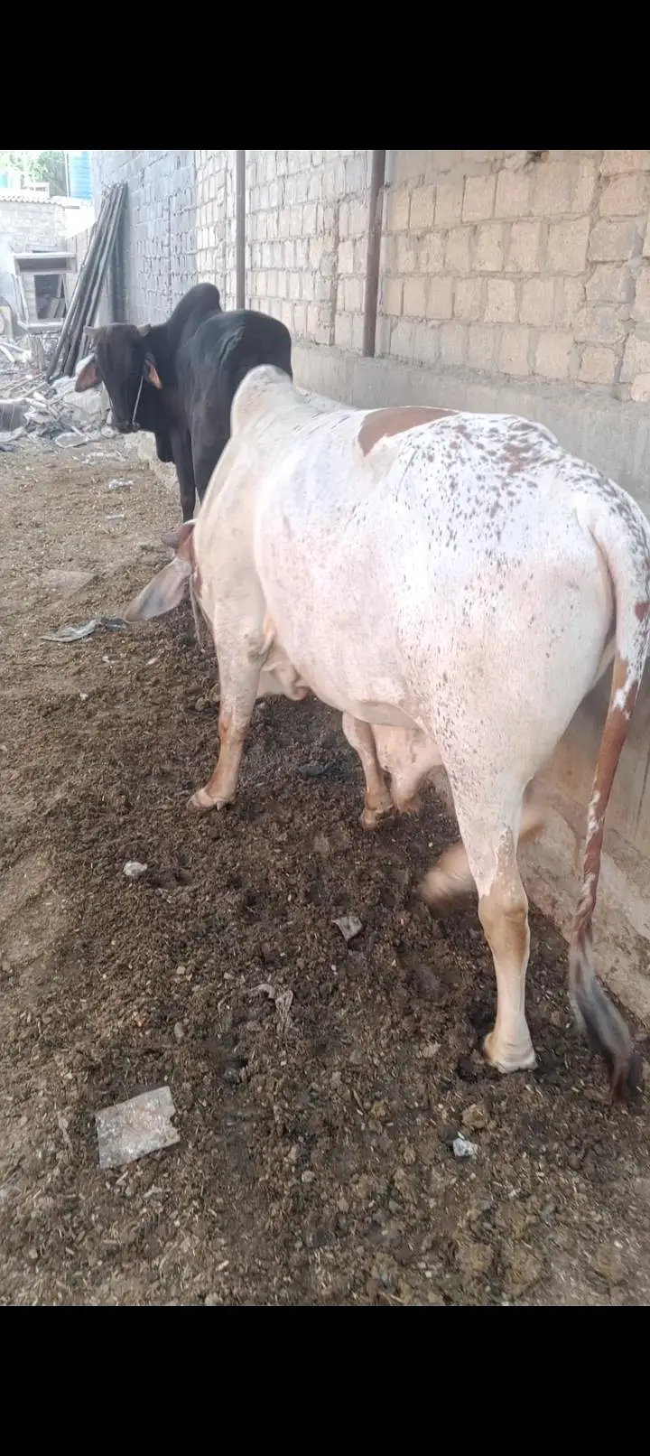 bandhani cattle farm — photo 2