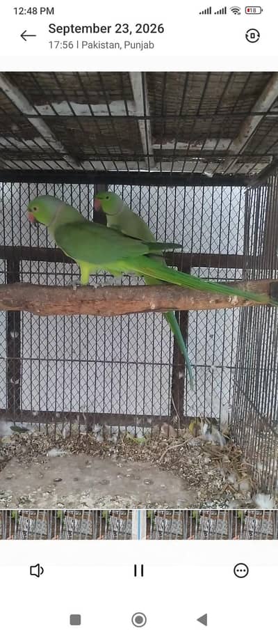 2 Breeder male