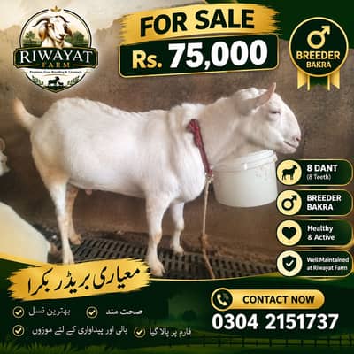 Teddy Breeder Bakra 8 Dant – Riwayat Farm – For Sale