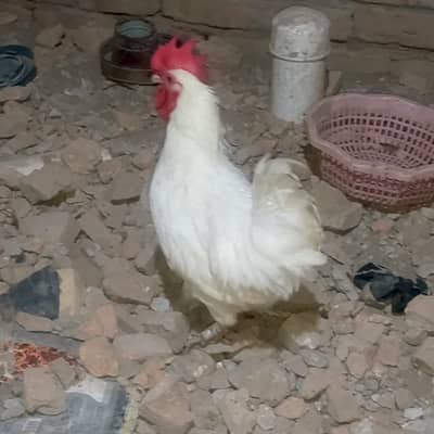 1-Year-Old Male Bantam Rooster for Sale