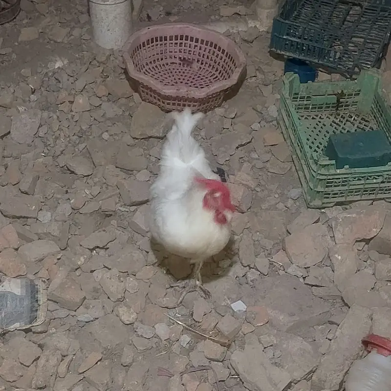 1-Year-Old Male Bantam Rooster for Sale — photo 2