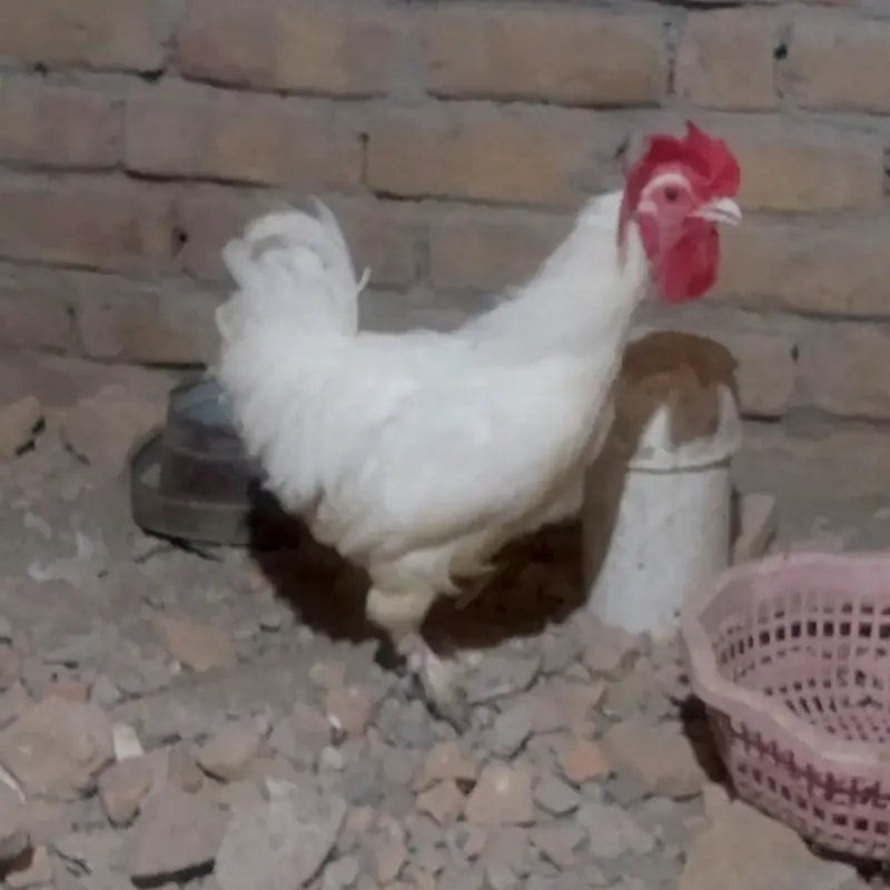 1-Year-Old Male Bantam Rooster for Sale — photo 3