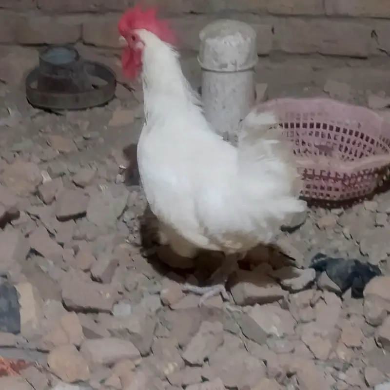 1-Year-Old Male Bantam Rooster for Sale — photo 4