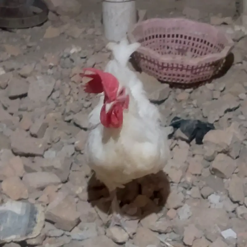 1-Year-Old Male Bantam Rooster for Sale — photo 5