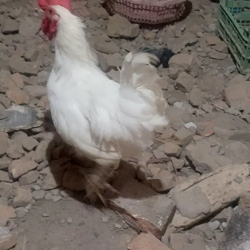 1-Year-Old Male Bantam Rooster for Sale — photo 6