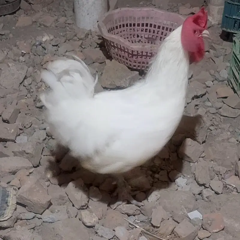 1-Year-Old Male Bantam Rooster for Sale — photo 7
