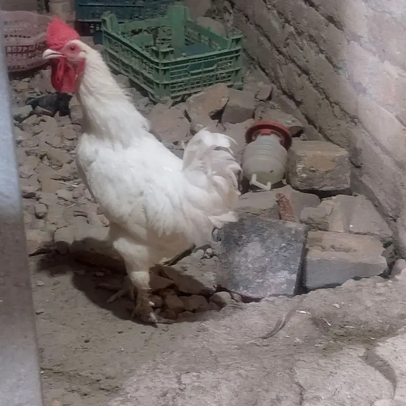 1-Year-Old Male Bantam Rooster for Sale — photo 8