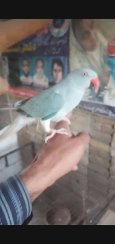 blue ct female for sale