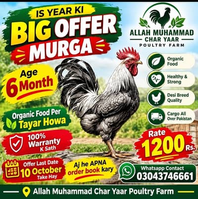 Dasi murga