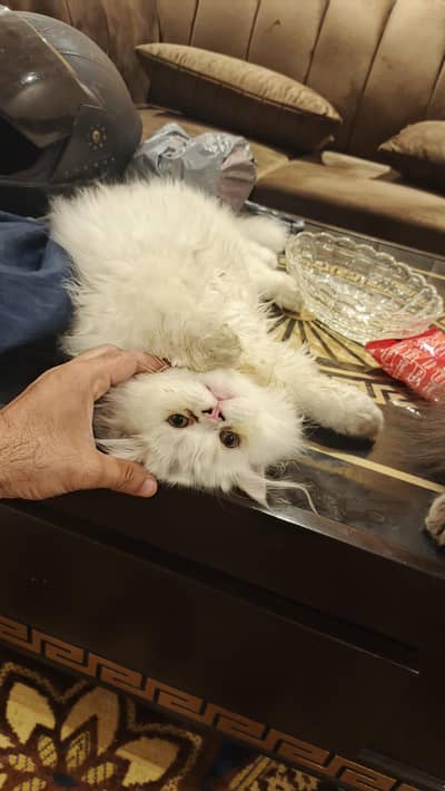 Persian kittens|triple coated|punch face|white cat