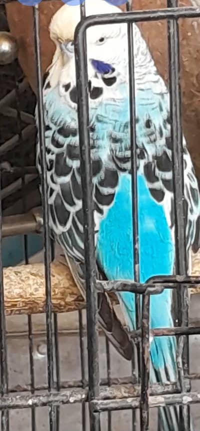 Exhibition Breeder pair