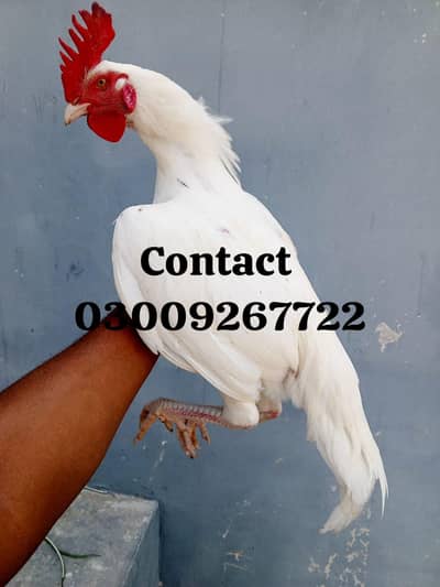 Bangum and Heera patha available