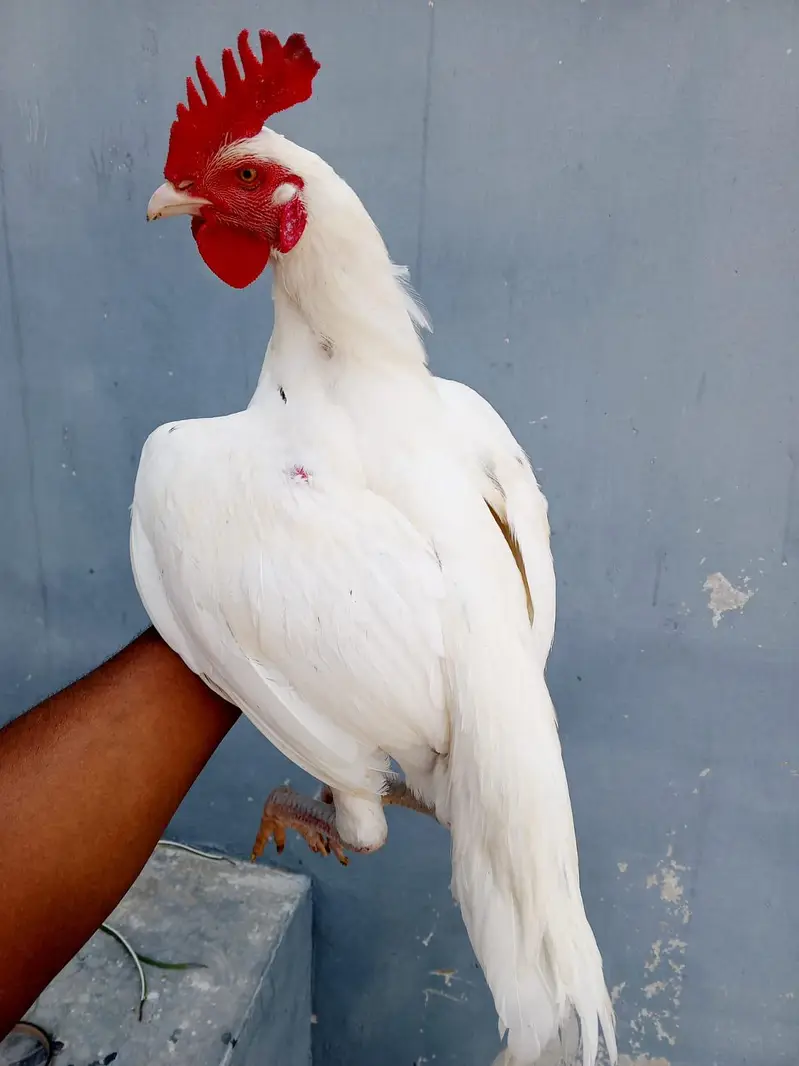Bangum and Heera patha available — photo 2