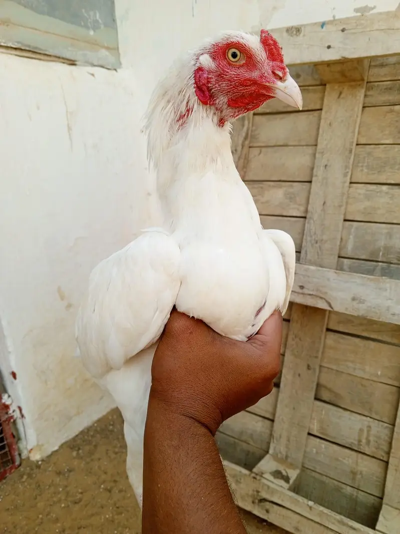 Bangum and Heera patha available — photo 5
