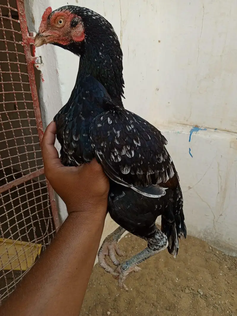 Bangum and Heera patha available — photo 6
