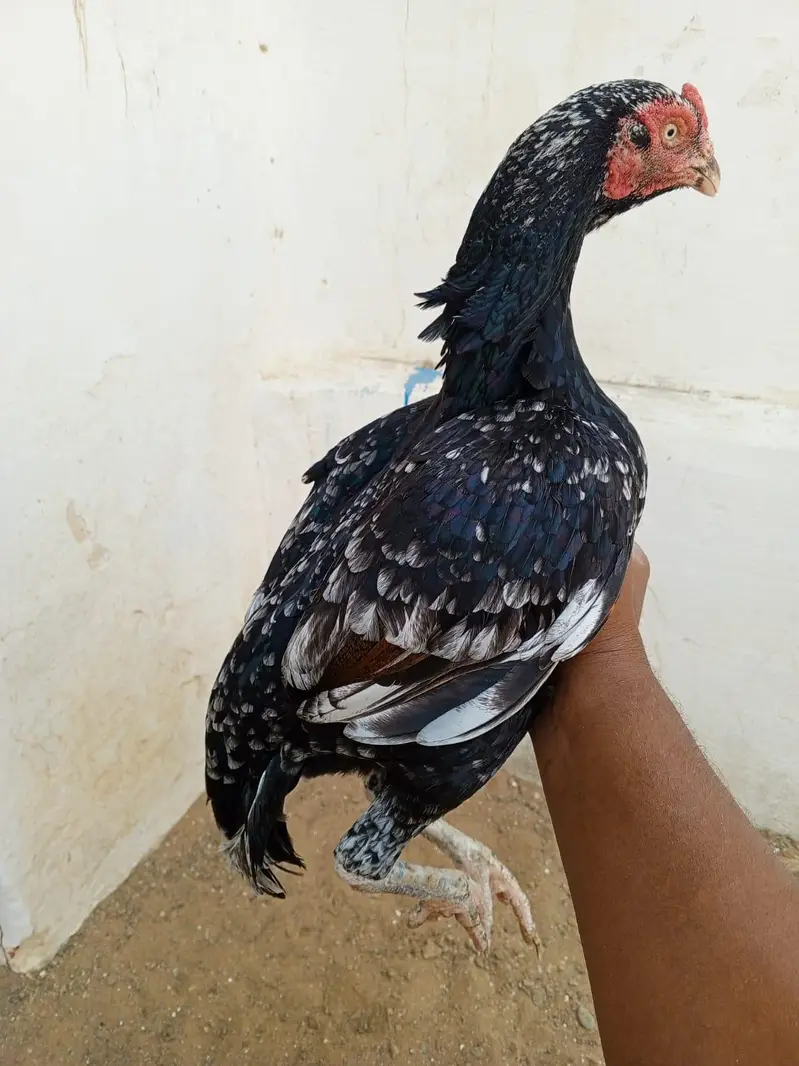 Bangum and Heera patha available — photo 7