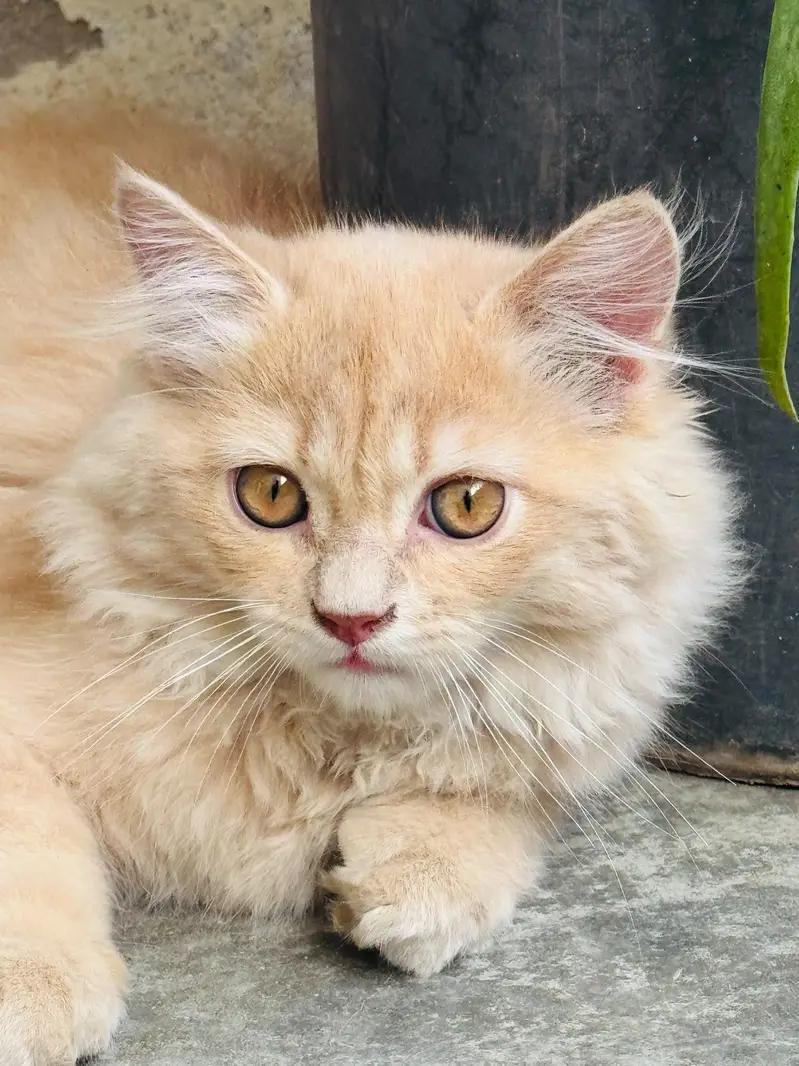 Male Persian Cat for Sale – 6 Months Old – Gujranwala — photo 2