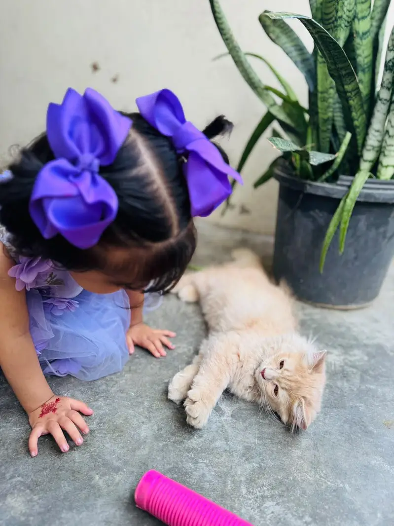 Male Persian Cat for Sale – 6 Months Old – Gujranwala — photo 3