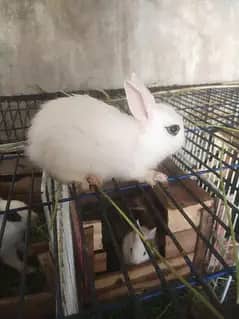 drwaf hotot bunny