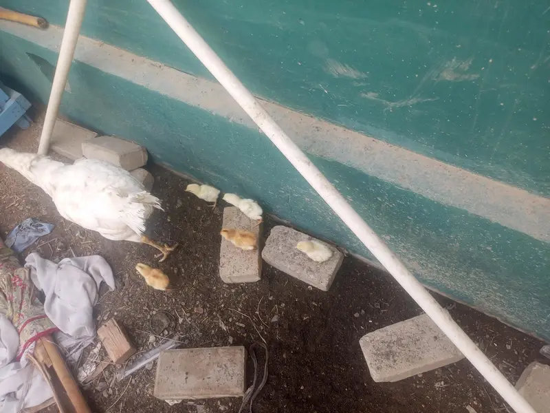 teen madiyan ya wali bacchon ke sath ek Madi — photo 2