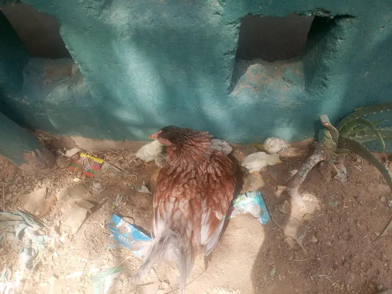 teen madiyan ya wali bacchon ke sath ek Madi — photo 4