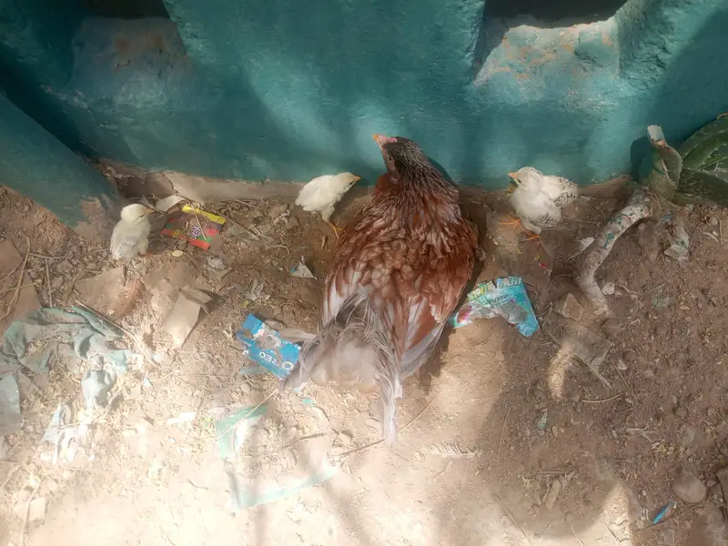 teen madiyan ya wali bacchon ke sath ek Madi — photo 5