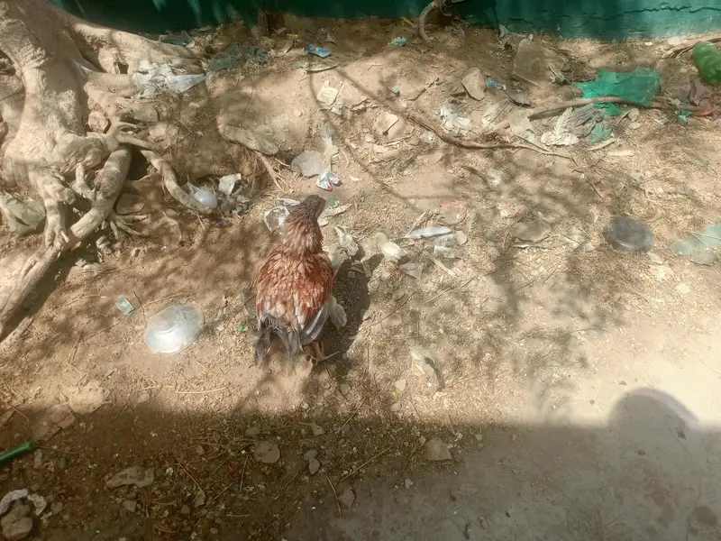 teen madiyan ya wali bacchon ke sath ek Madi — photo 12