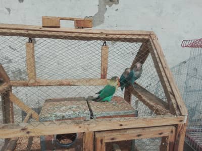 Love bird pair