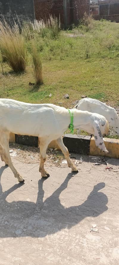 bakra / Gulabi Bakra / white goat / 2 dant bakra / goats