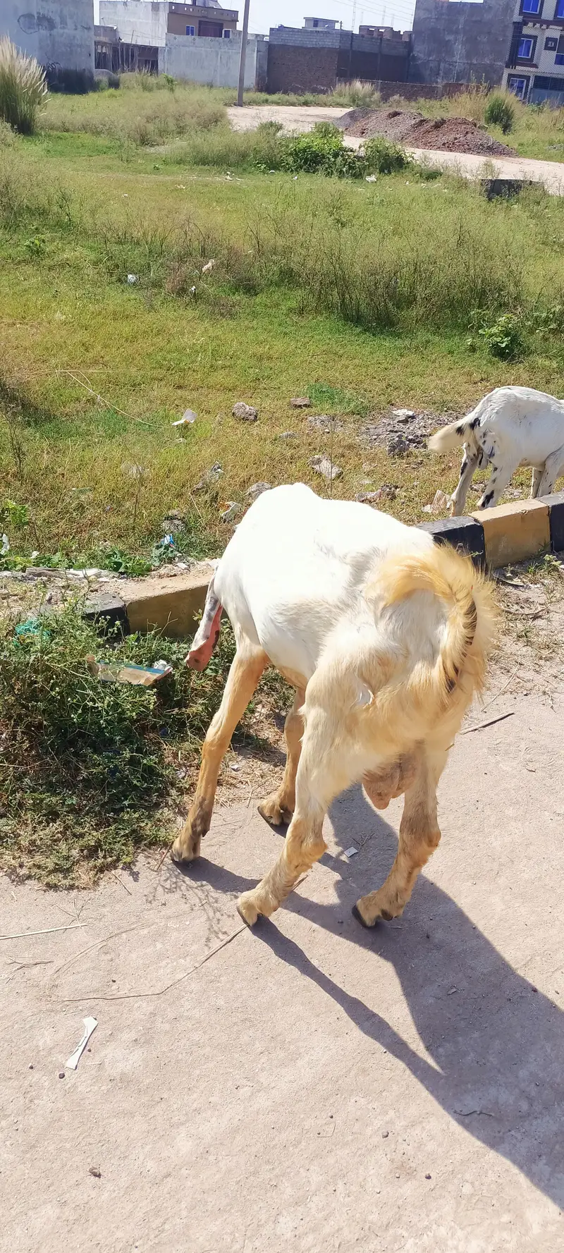 bakra / Gulabi Bakra / white goat / 2 dant bakra / goats — photo 3