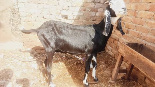Bakri 3 Month Gaban