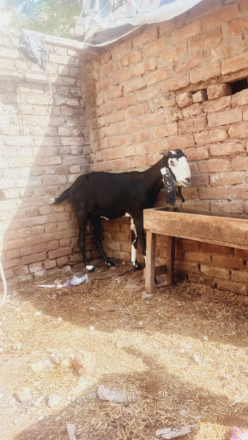 Bakri 3 Month Gaban — photo 2