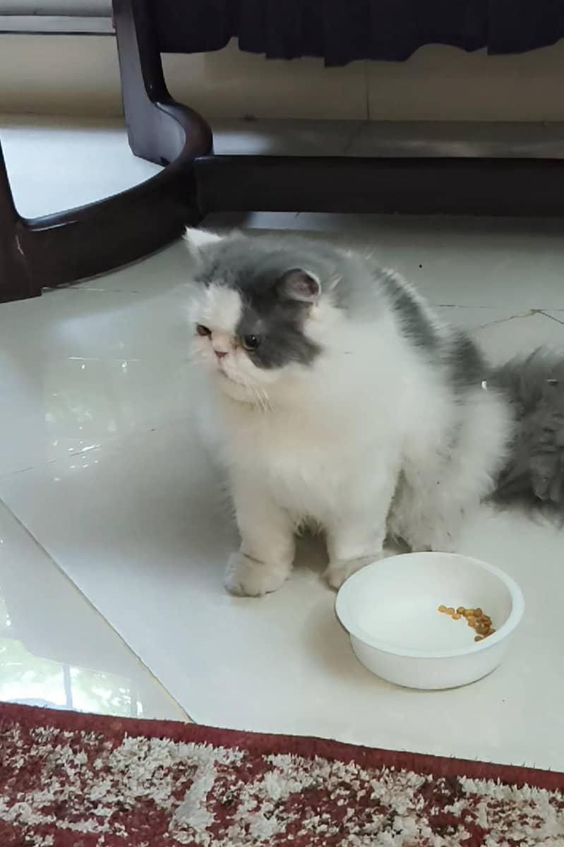 Persian Cat/kitten 0
