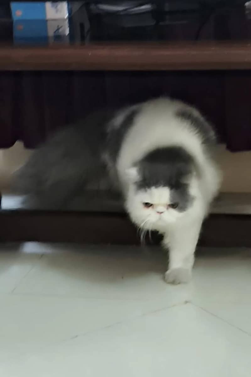 Persian Cat/kitten 1