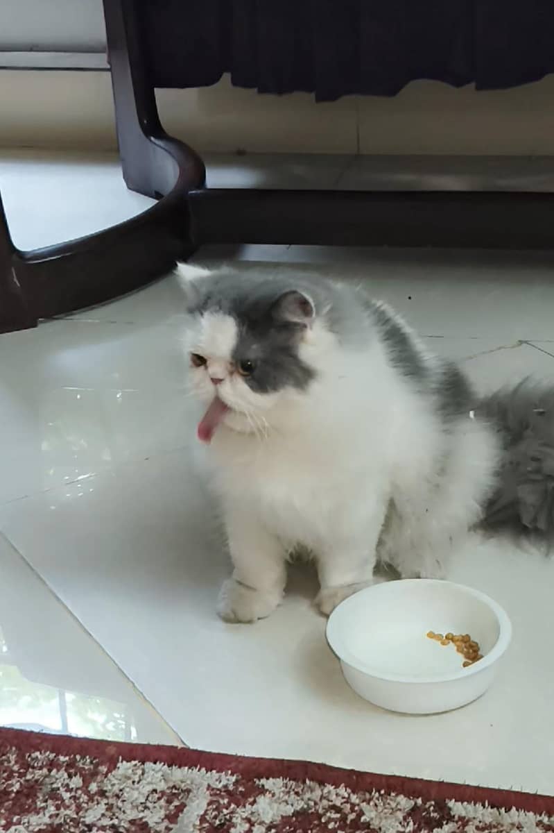 Persian Cat/kitten 2