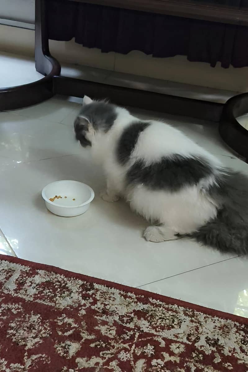 Persian Cat/kitten 3
