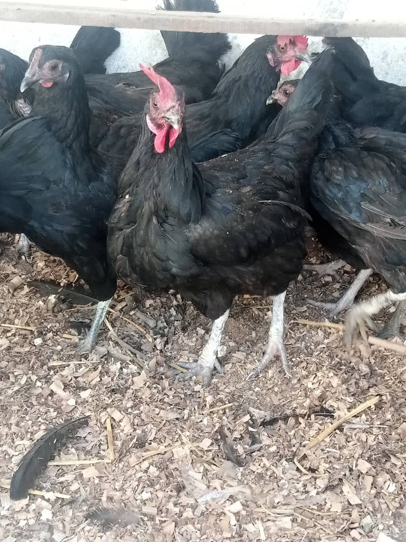 Australorp Hens 0