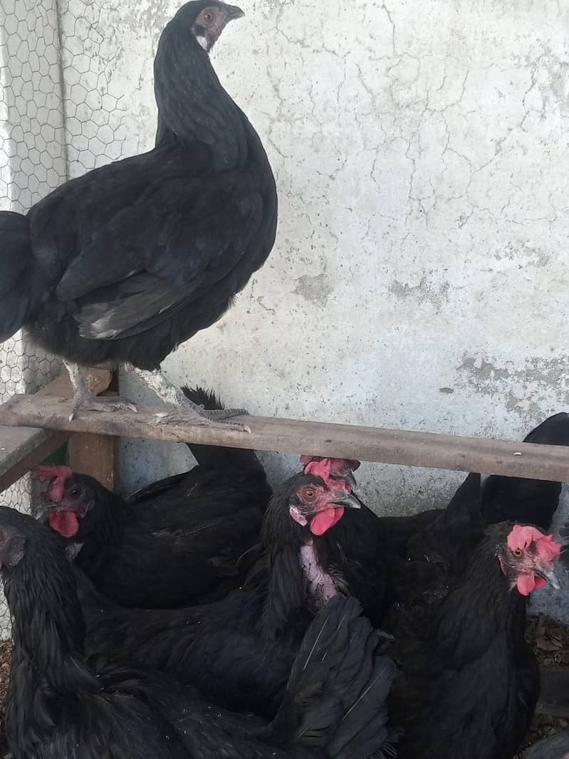 Australorp Hens 1