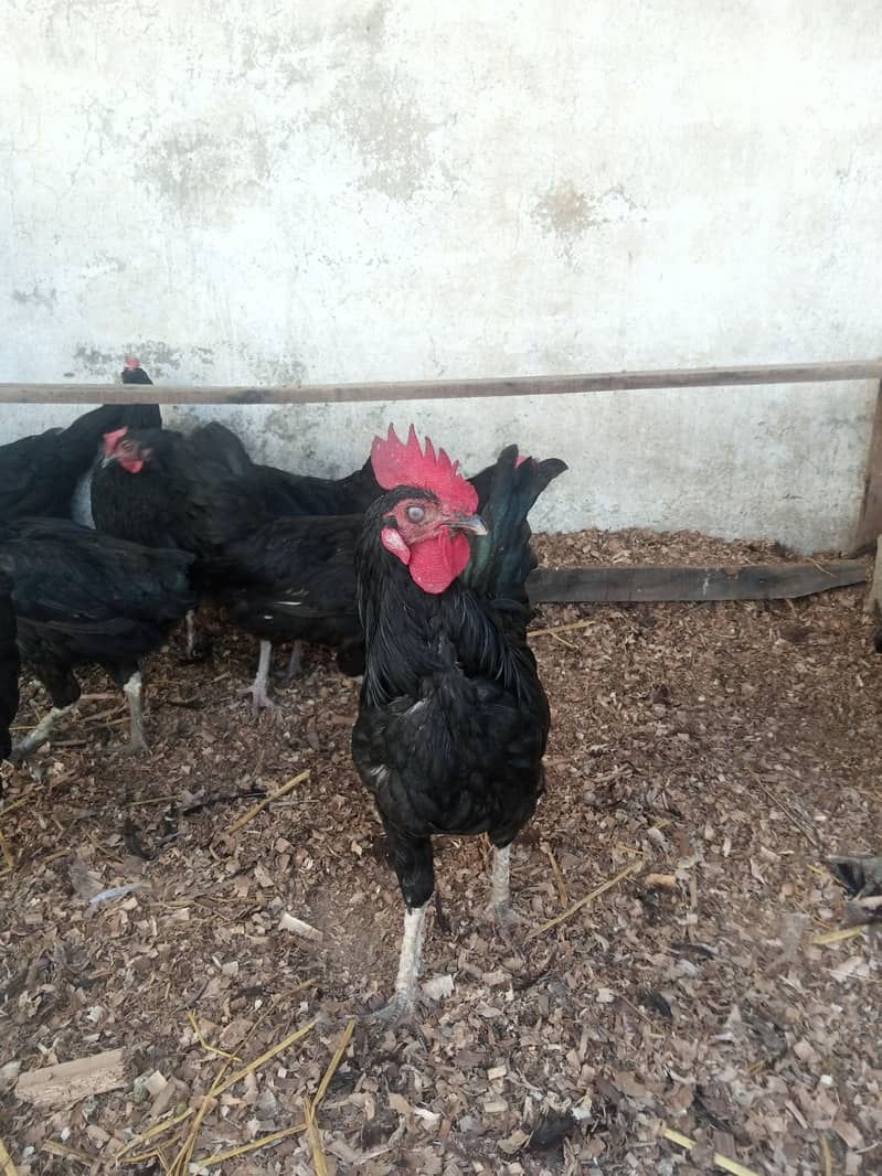 Australorp Hens 2