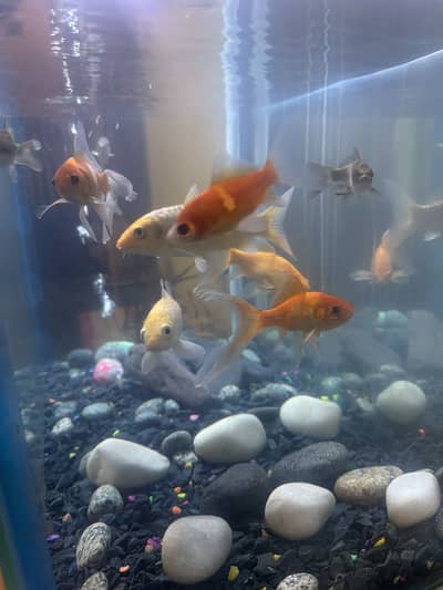Colourful fish + tank