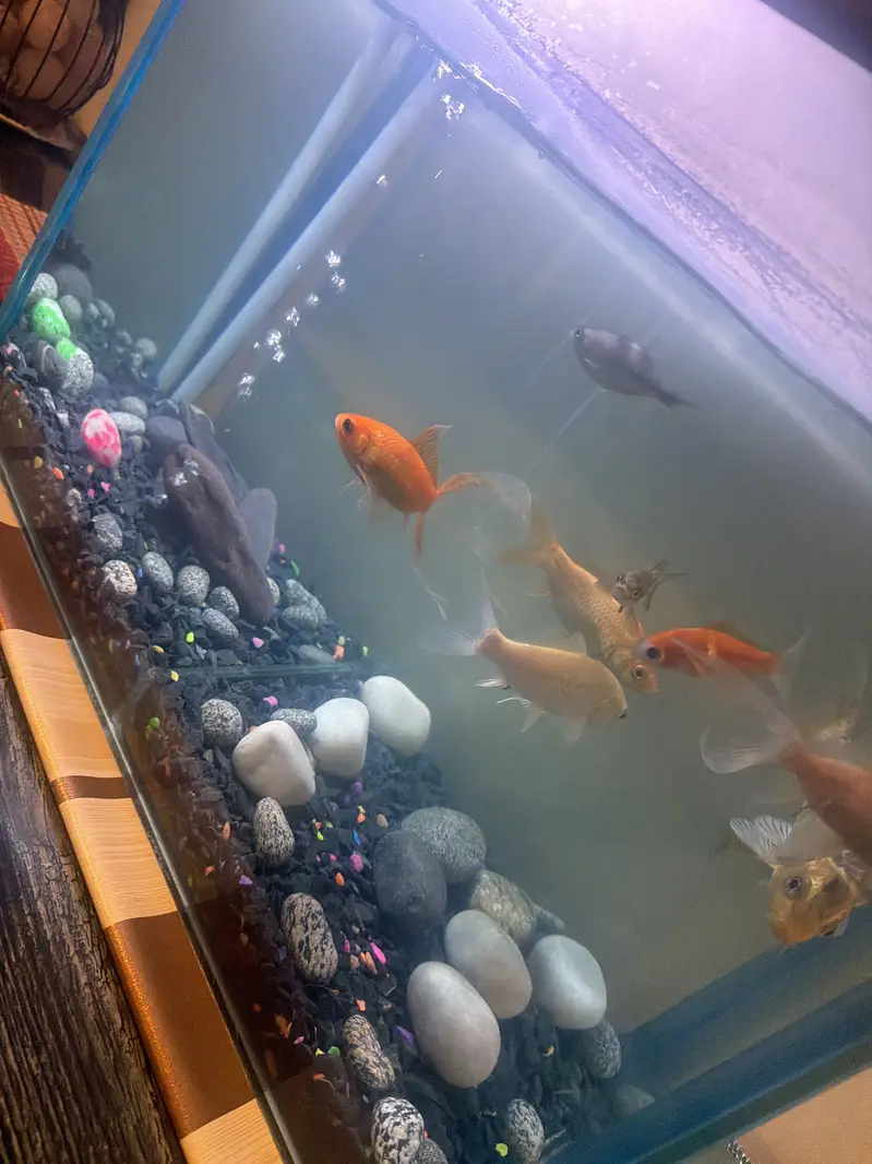 Colourful fish + tank — photo 2
