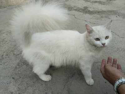 cat for sale