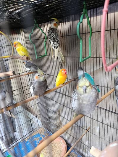 Birds along with the cages
