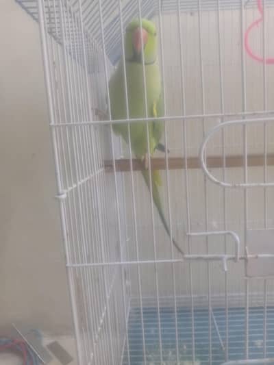 vip tolking male for sale  vip speaking