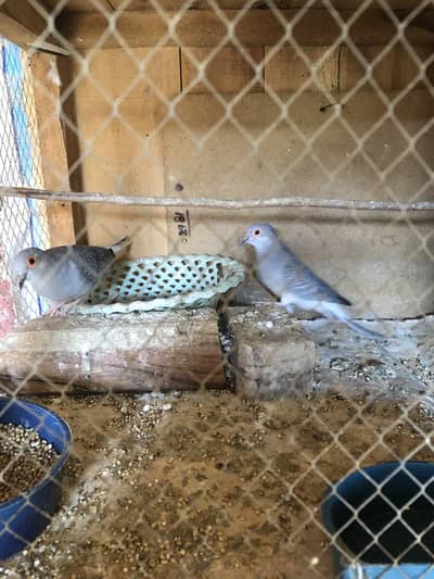 Breeder pair